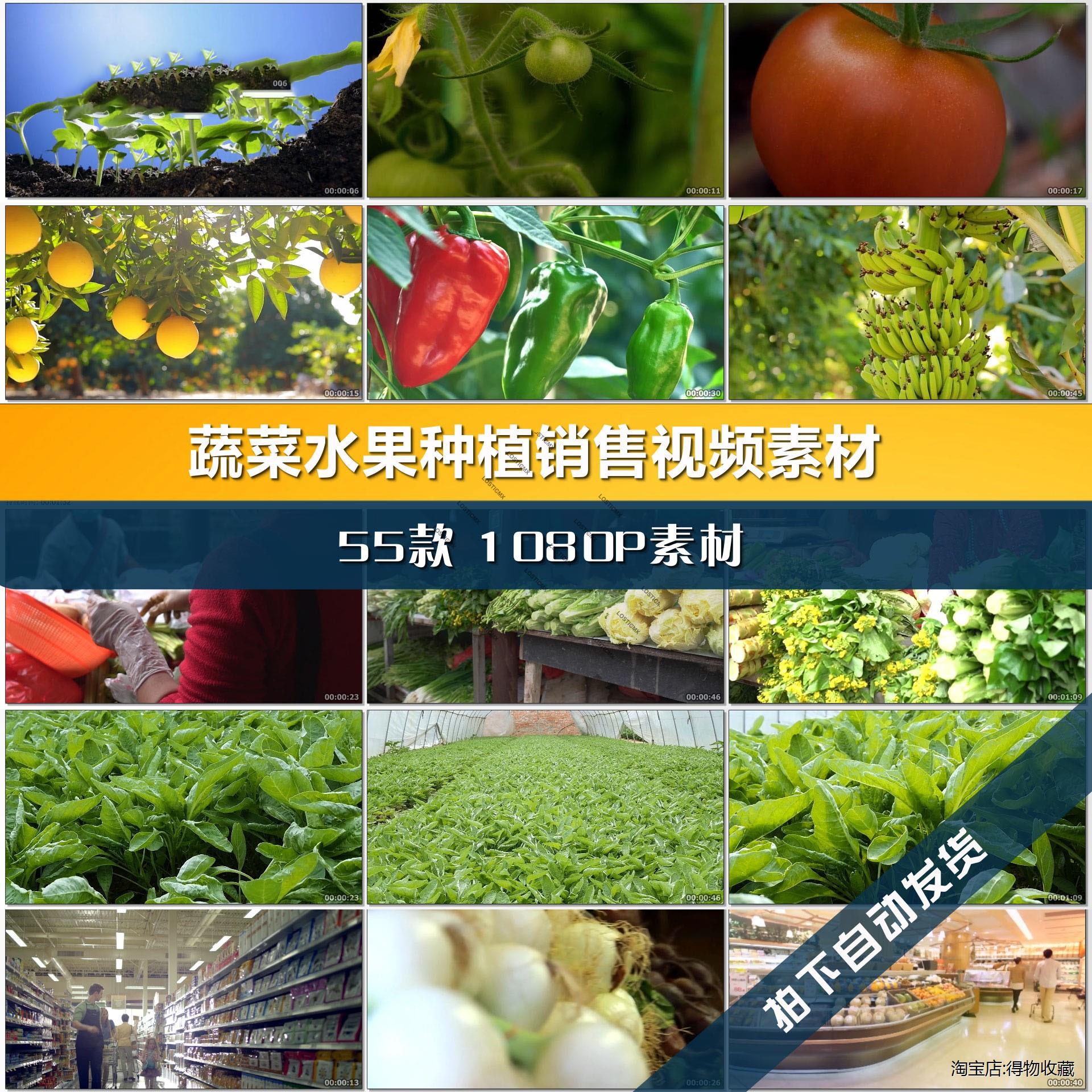 蔬菜水果种植大棚生态健康绿色农业温室西红柿有机蔬菜地视频素材