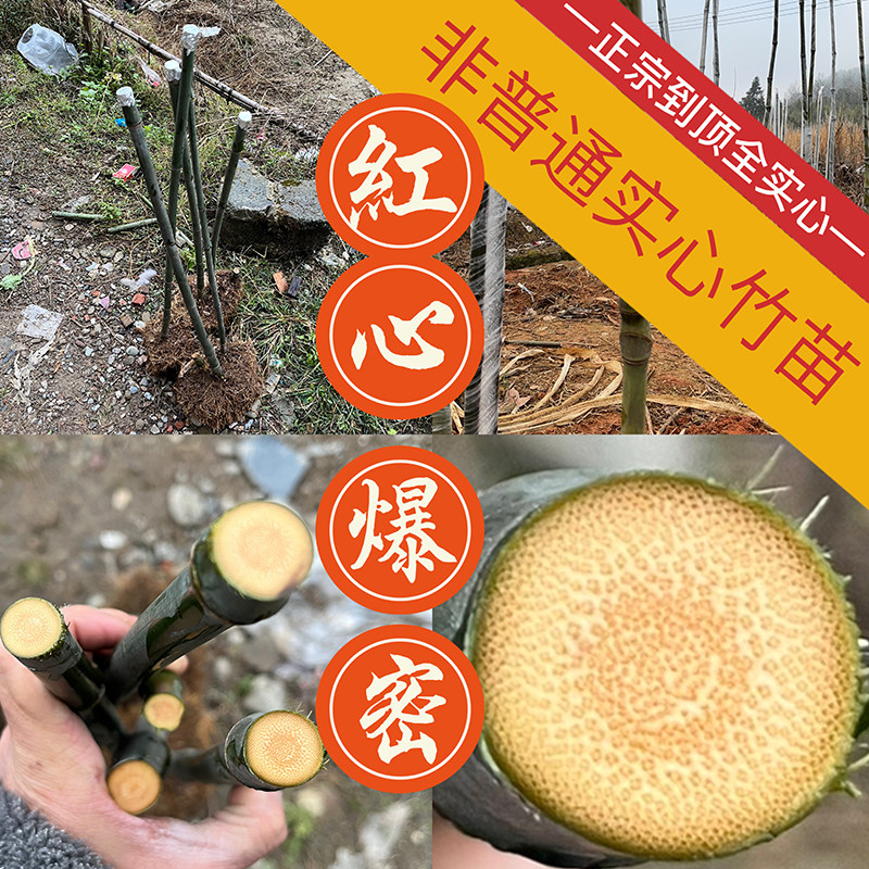 实心竹子苗玉竹苗红心假一赔十到顶全实心爆密品种龙血金丝高密度