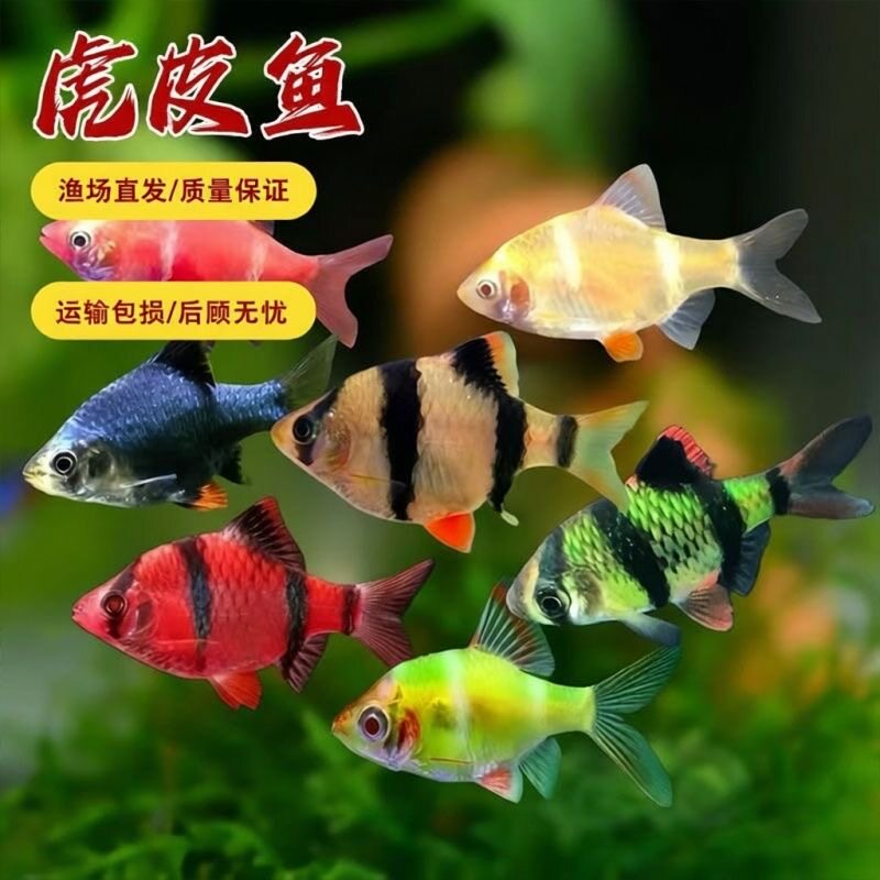 虎皮鱼活体鱼热带鱼淡水鱼小型鱼宠物鱼金绿虎皮鱼群游观赏鱼好养