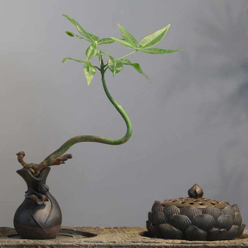水培发财树易活茶宠小花器功夫茶道配件茶桌茶具盘小摆件室内植物