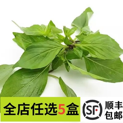 新鲜 九层塔 金不换250g 西餐厅东南亚料理酒店台湾三杯鸡香料