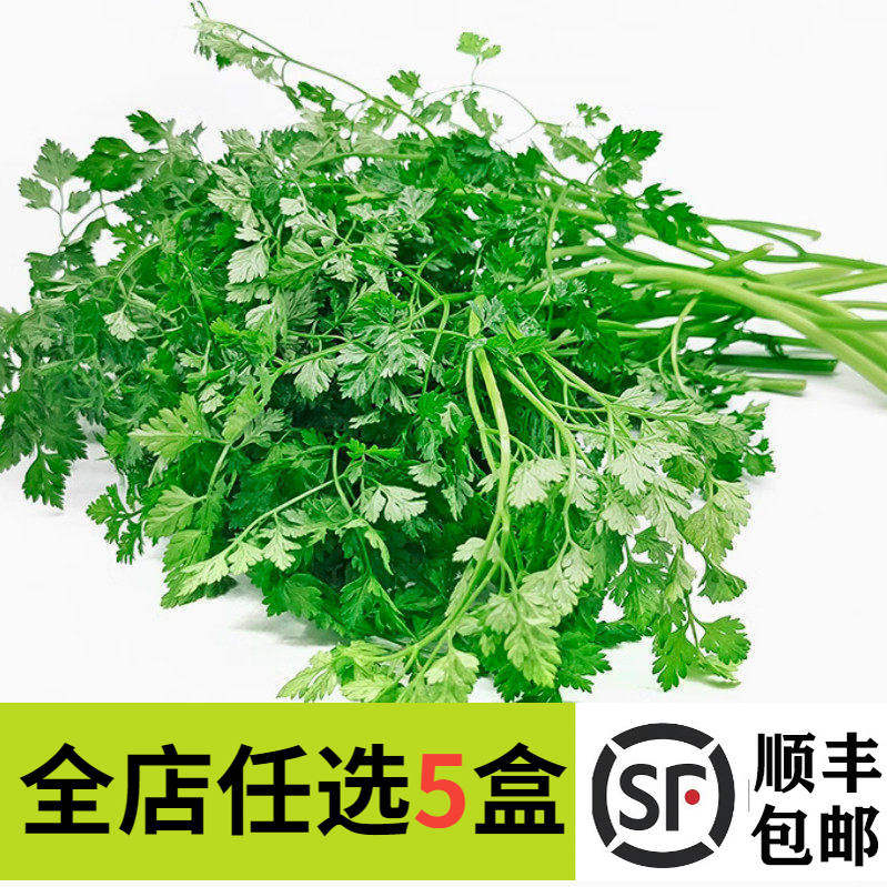 新鲜细叶芹100g 西餐香料 雪维菜 有喙欧芹 酒店西餐摆盘点缀