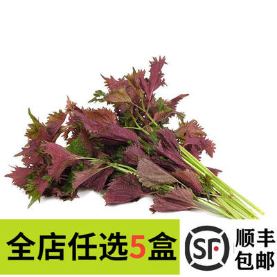新鲜现摘紫苏叶带杆食用紫苏