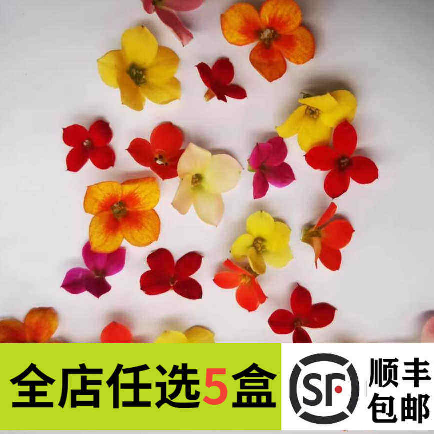 新鲜繁星花50朵 混色四星花单瓣长寿花酒店西餐摆盘装饰鲜花冷艺