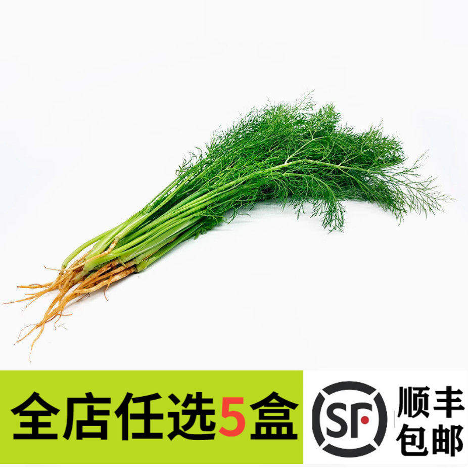 新鲜小茴香茴香苗250g
