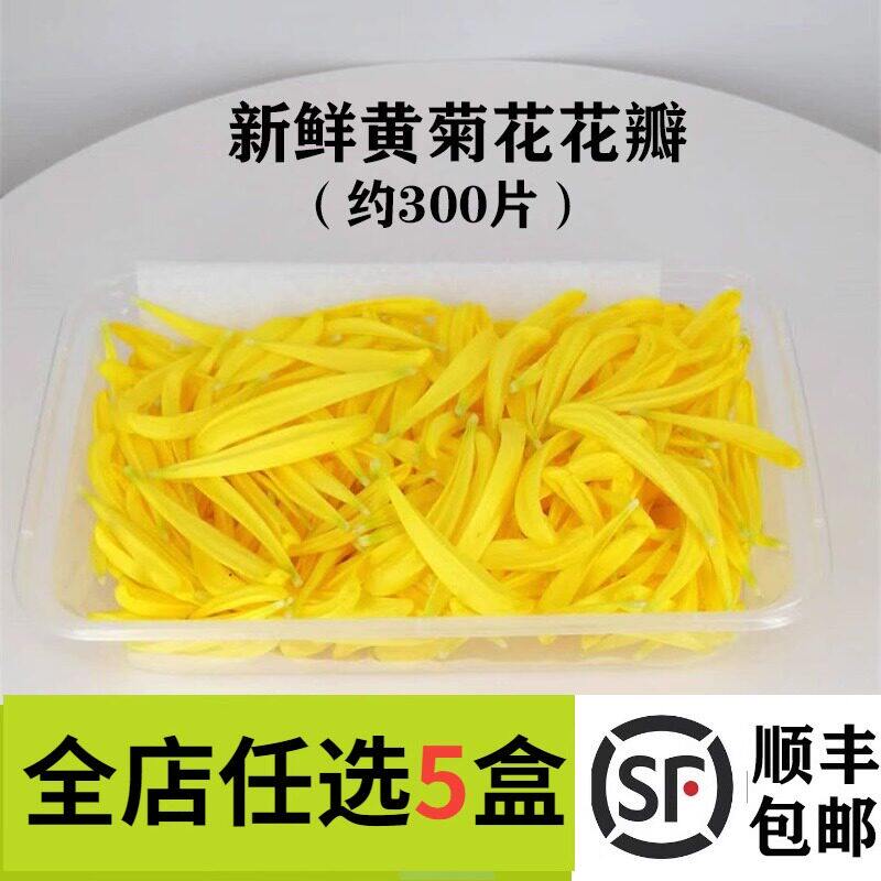 新鲜 黄菊花花瓣 黄菊花瓣 酸菜鱼火锅西餐摆盘装饰菜草菜品点缀
