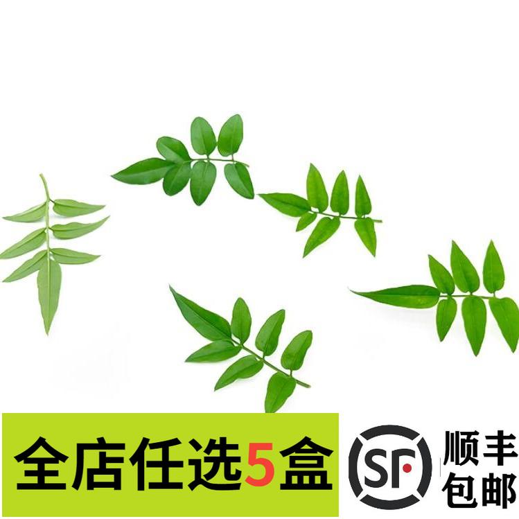 新鲜素馨花叶30片/盒非幸运星
