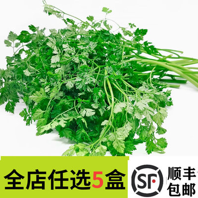新鲜细叶芹100g西餐香料