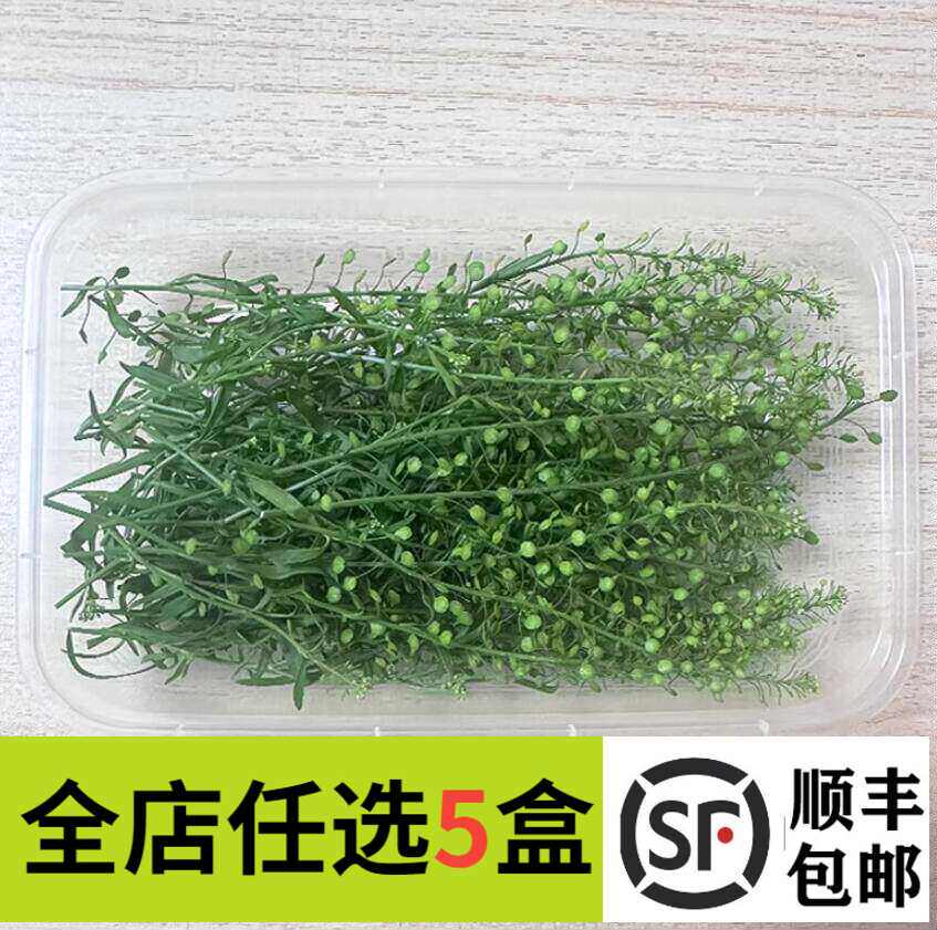 新鲜绿铃草水晶草绿玲草西餐酒店日料冷菜摆盘蛋糕烘焙酒水装饰点
