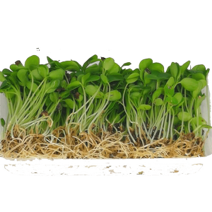新鲜蔬菜芝麻苗15g千宝苗