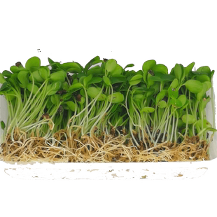 新鲜蔬菜 芝麻苗15g 千宝苗可食用芽苗菜 冷盘西餐摆盘装饰点缀