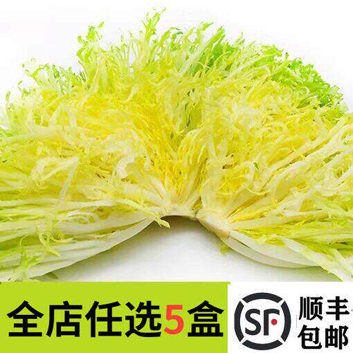 新鲜黄心苦叶500g 黄心苦菊生菜 狗牙生菜 黄九芽沙拉蔬菜