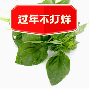 新鲜罗勒叶250g西餐香料食用青酱制作罗勒新鲜蔬菜酒店西餐香料