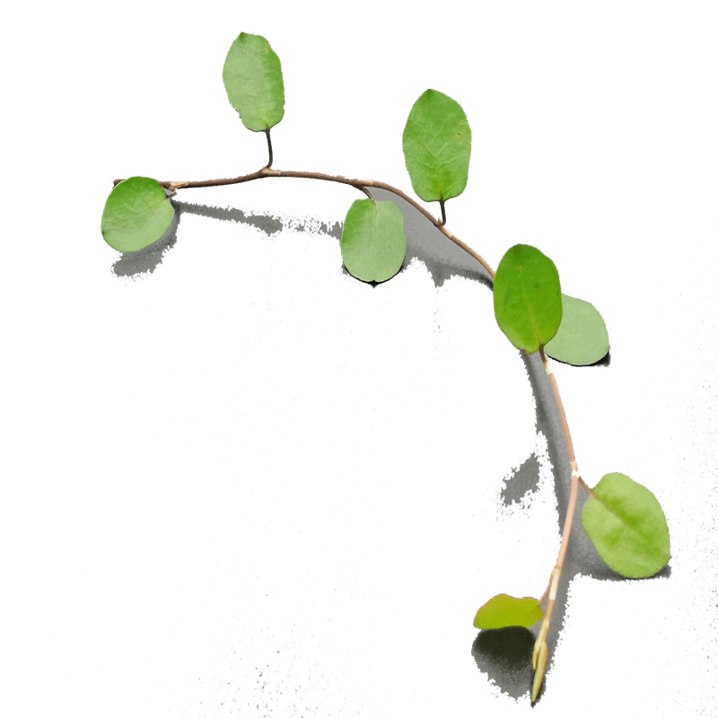 新鲜千叶兰20g 长寿藤吊兰叶子花草酒店餐饮摆盘围盘装饰新鲜采摘