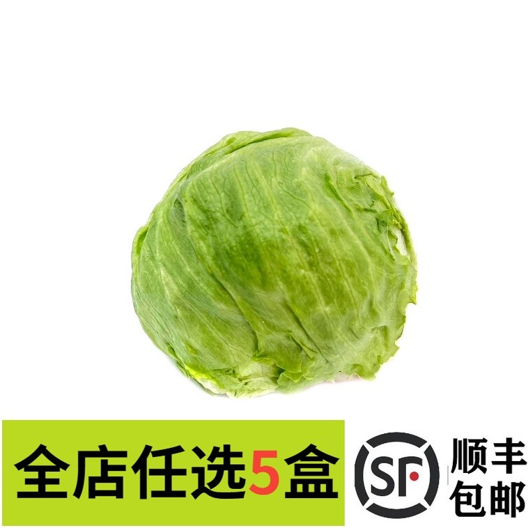 新鲜球生菜西餐蔬菜沙拉食材西餐寿司汉堡三明治即食500g