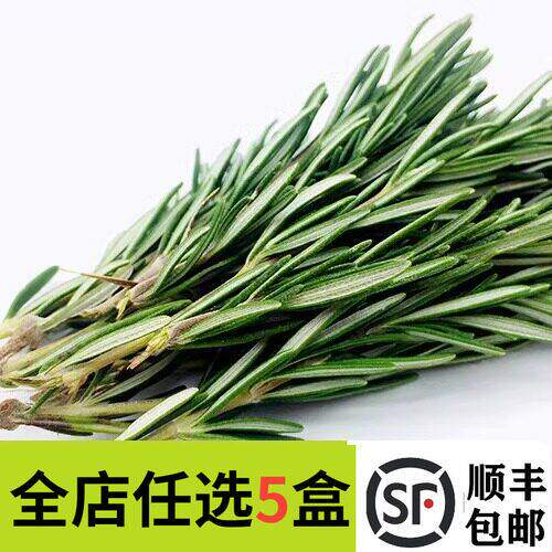 新鲜迷迭香100g 提神醒脑香料 西餐调料艾菊 匍匐迷迭香食用香草