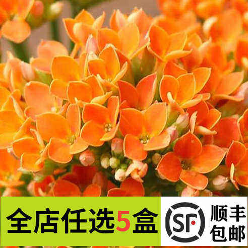 新鲜繁星花50朵 橙色四星花单瓣长寿花酒店西餐摆盘装饰鲜花冷艺
