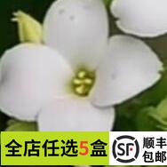 新鲜繁星花50朵 白色四星花单瓣长寿花酒店西餐摆盘装饰鲜花冷艺