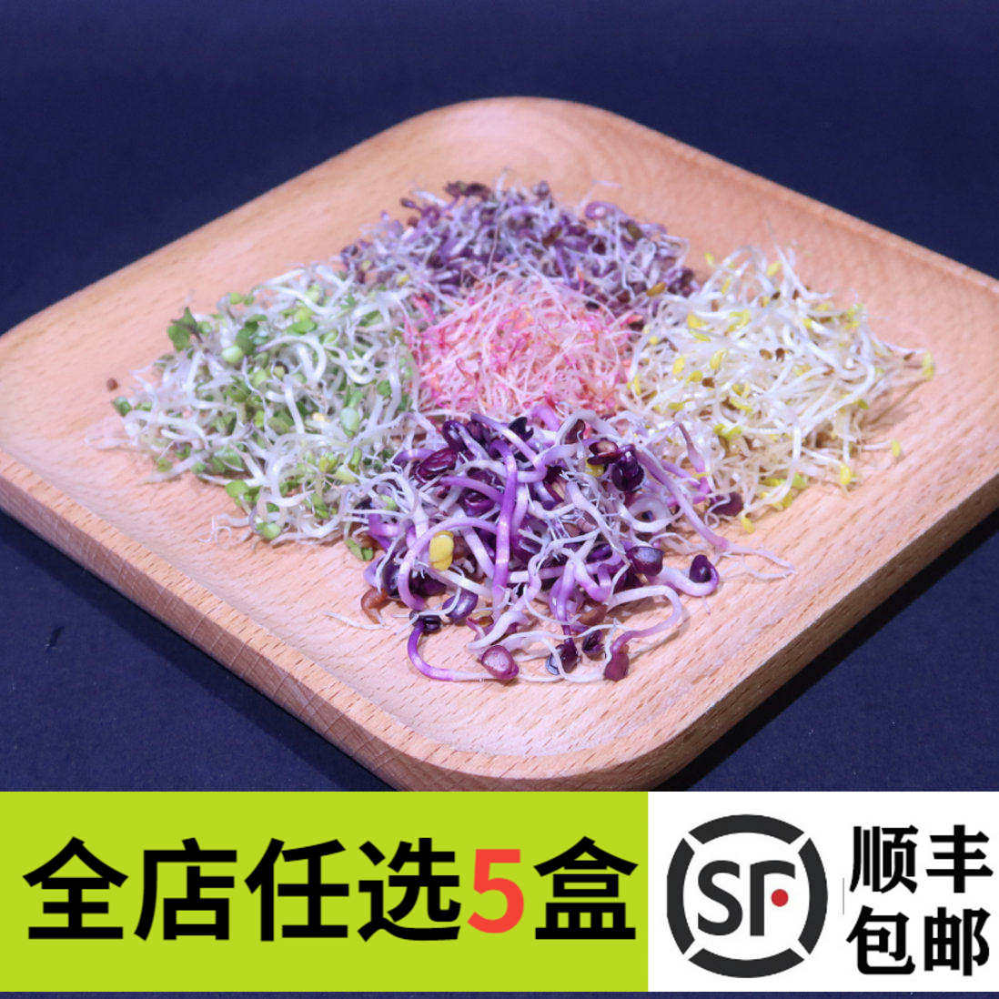 新鲜四色芽50g 苜蓿芽西蓝花芽紫甘蓝芽珊瑚芽混合装饰摆盘