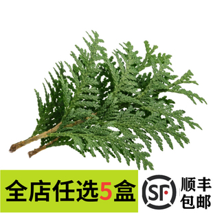 新鲜 松柏叶 绿松支 绿松柏 日料刺身酒店西餐摆盘装饰点缀叶子