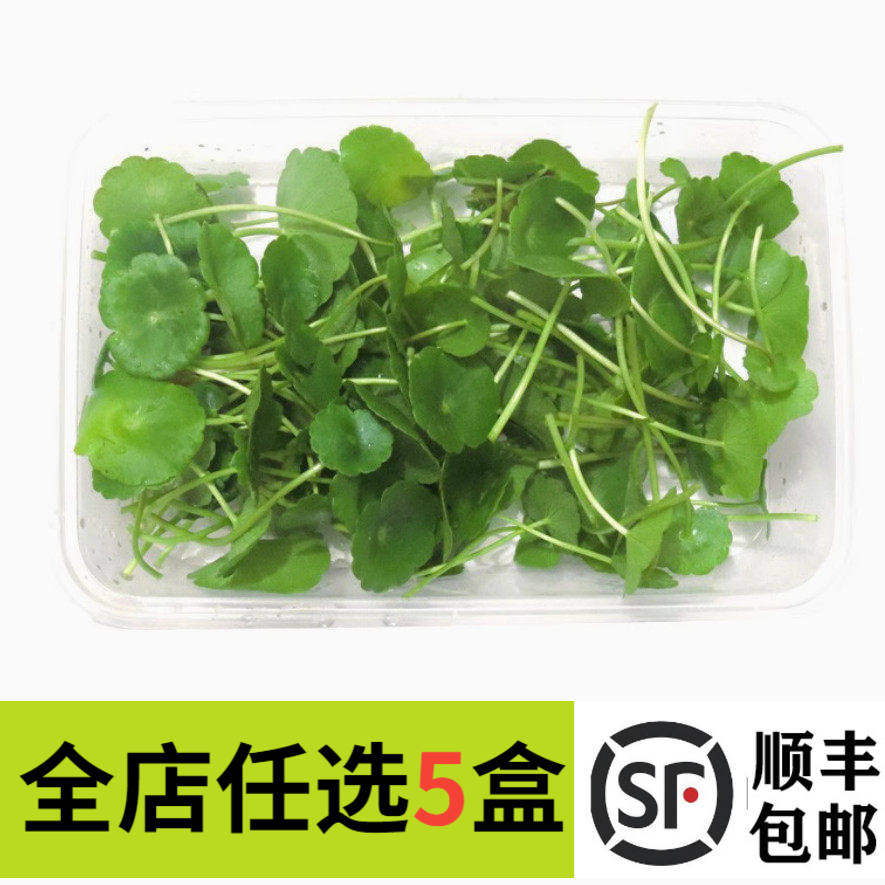 铜钱草新鲜50片 非旱金莲叶 鲜花草 酒店饭店西餐摆盘装饰点缀