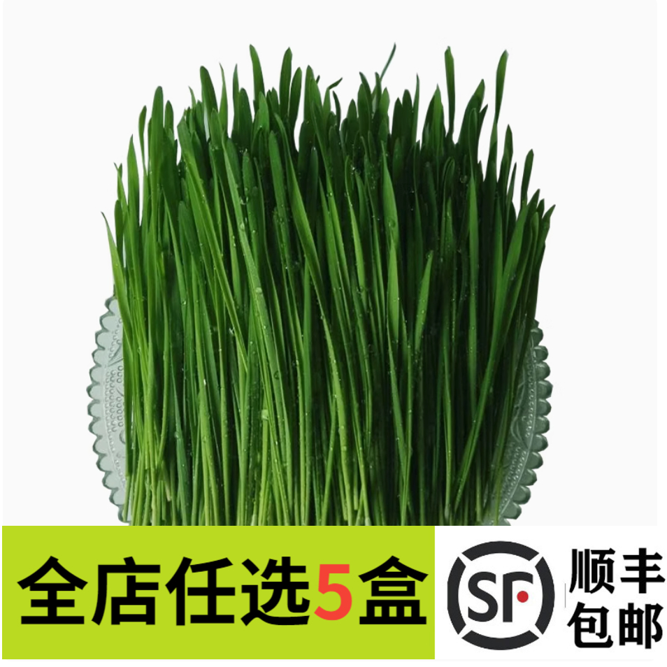 新鲜去根小麦苗50g蔬菜苗