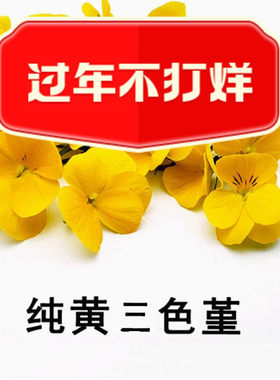 新鲜黄色三色堇 50朵三色花 西餐摆盘菜装饰餐饮摆盘鲜花草