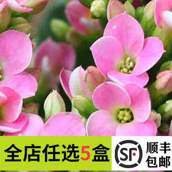 新鲜繁星花50朵 粉色四星花单瓣长寿花酒店西餐摆盘装饰鲜花冷艺