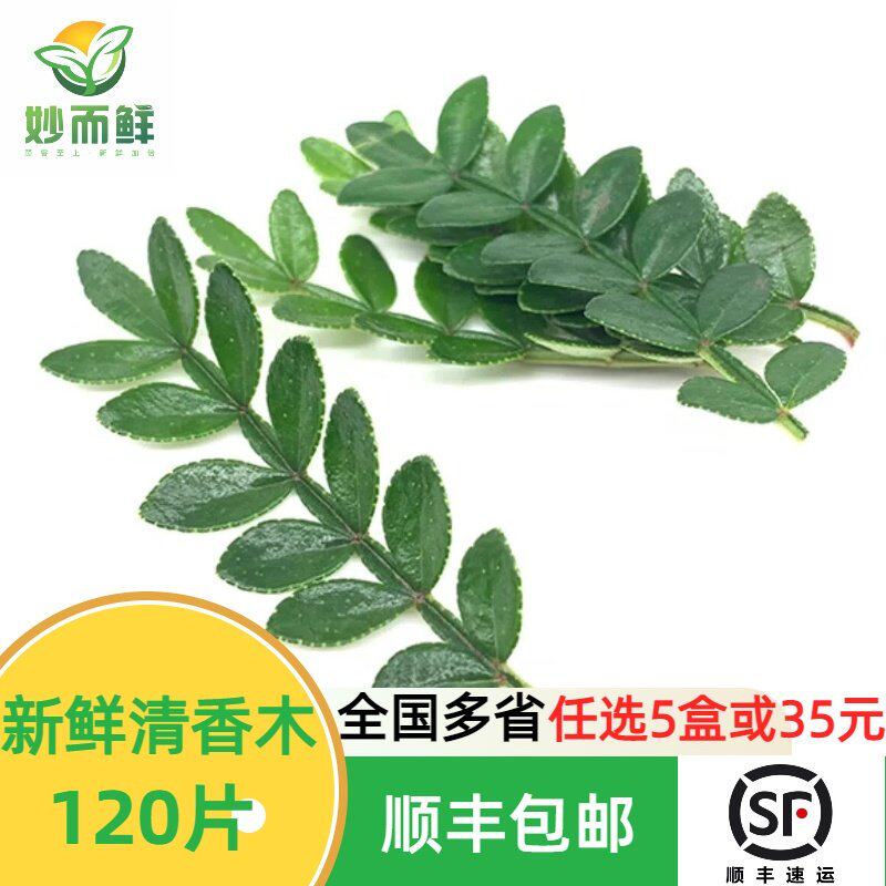 新鲜清香木 胡椒木提拉米苏蛋糕烘焙装饰叶子 西餐摆盘花草合集