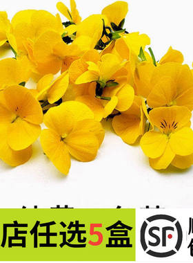 新鲜黄色三色堇 50朵三色花 西餐摆盘菜装饰餐饮摆盘鲜花草