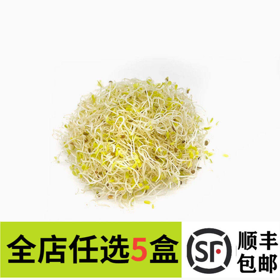 新鲜苜蓿芽50g 苜蓿苗轻食素食西餐摆盘装饰菜餐饮酒店摆盘鲜花草