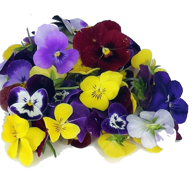 新鲜三色堇酒店餐饮花草摆盘装饰