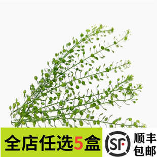 新鲜绿铃草水晶草西餐酒店日料冷菜摆盘蛋糕烘焙酒水装 饰点缀花草