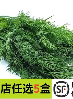 新鲜莳萝草 dill 刁草 洋茴香 土茴香摆盘装饰西餐调料100g