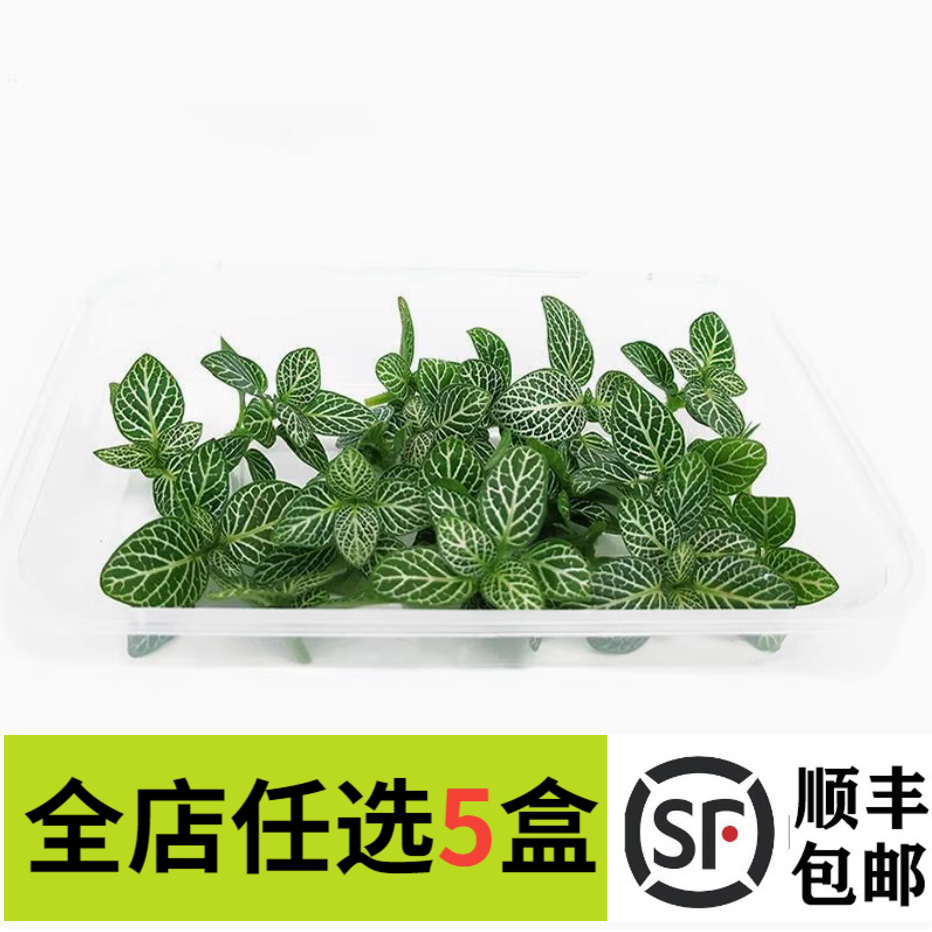 新鲜绿网纹草15朵网纹叶