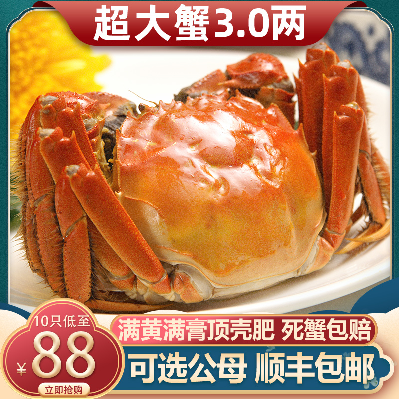 现货大闸蟹鲜活水产公蟹3两母蟹2两共10只装特大螃蟹海鲜顺丰包邮