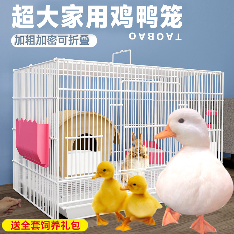 柯尔鸭小鸡子豪华别墅芦丁