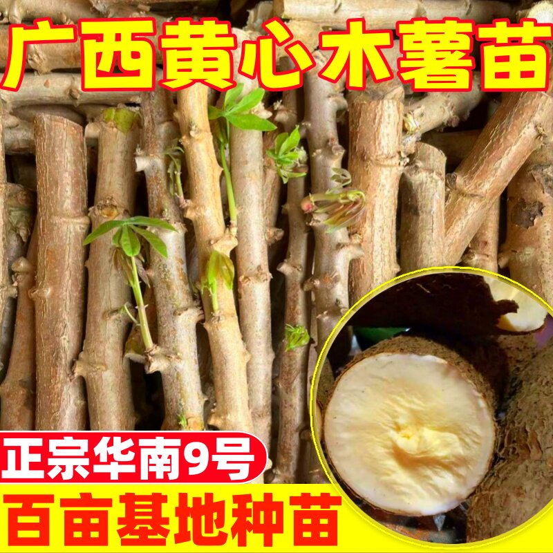 广西黄心鸡蛋木薯种苗正宗黄肉面包木薯种子食用甜木薯高产根茎苗图片