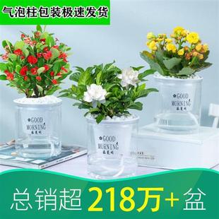 发财树办公室内好养绿植桌面小盆栽花卉吊兰绿萝水培多肉植物芦荟