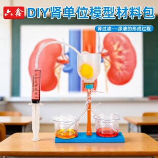 肾单位模型肾过滤制作材料包DIY手工初中生物儿童科学小实验套装科学实验肾单位模型初中生物模拟尿液过程
