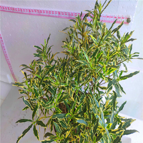 金边好养清香型办公室盆景包邮