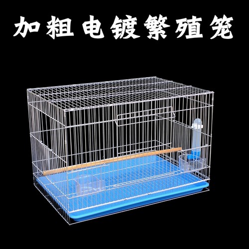 电镀鹉林加粗养殖金属虎皮鹦鹉