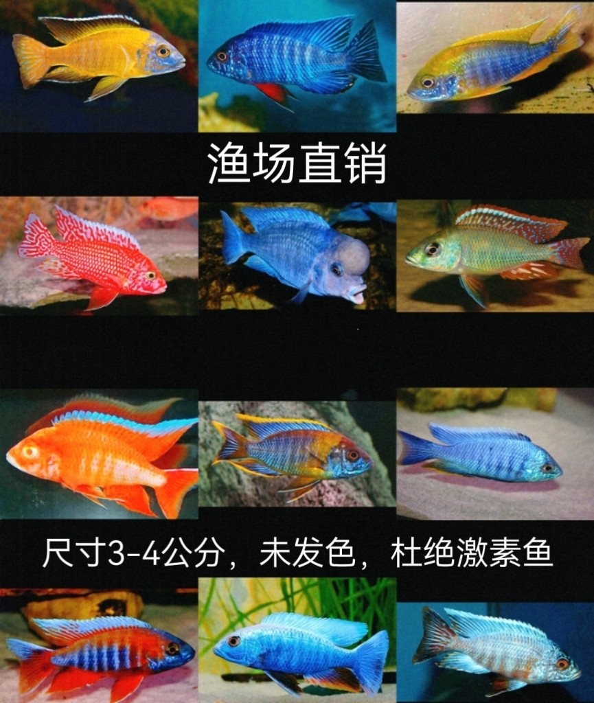 三湖慈鲷，马里奥，蓝黎明，马丽丽，蓝纹魔鬼，太阳孔雀，金松鼠