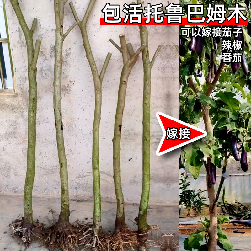 多分叉野茄子枕木树苗托鲁巴姆老桩可嫁接番茄辣椒茄子多品种砧木