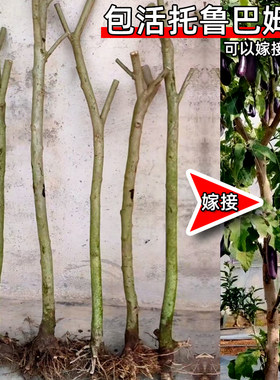 多分叉托鲁巴姆木可嫁接多品种