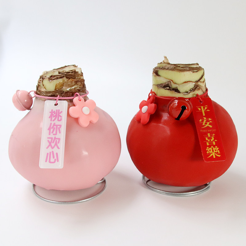 超大封蜡原装进口朱顶红蜡球花卉植物秘鲁种球花办公室礼物送朋友