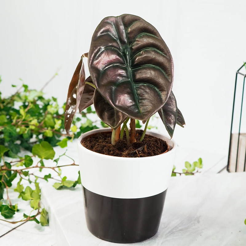 铜叶芋热植海芋红铜室内图片