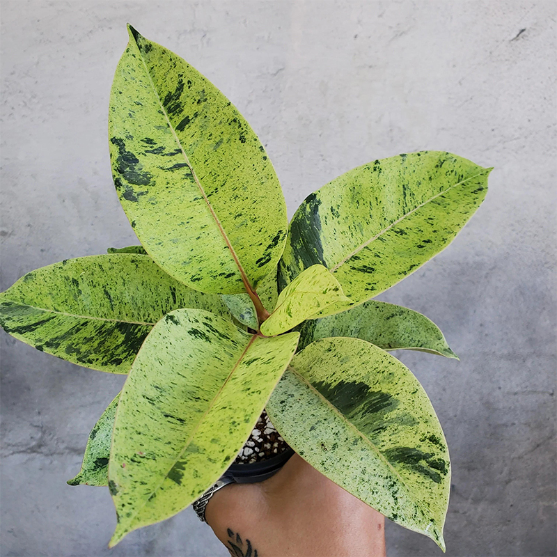 雀斑小姐Ficusmarble进口植物