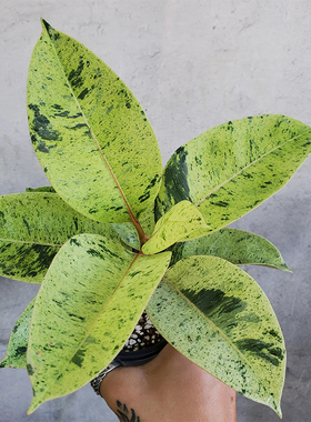 雀斑小姐威廉王子Ficus marble花金刚橡皮树四季常绿稀有锦化植物