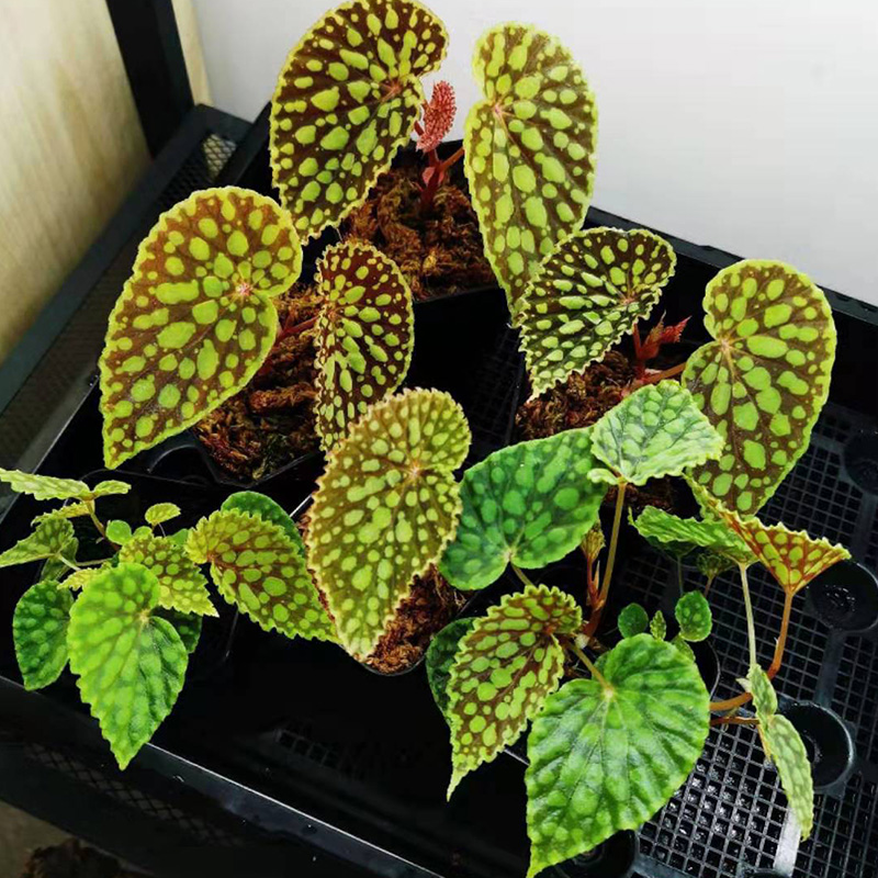 绿泡秋海棠Begonia chlorosticta进口热带雨林观叶植物趣味幼苗-封面